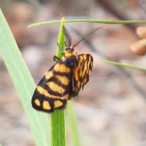 Asura lydia at Crace, ACT - 16 Feb 2021 10:43 AM