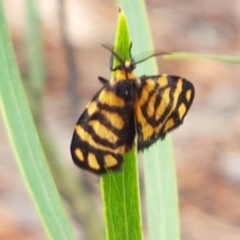 Asura lydia at Crace, ACT - 16 Feb 2021 10:43 AM