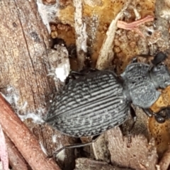 Adelium porcatum at Crace, ACT - 16 Feb 2021 10:44 AM