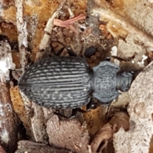 Adelium porcatum at Crace, ACT - 16 Feb 2021 10:44 AM