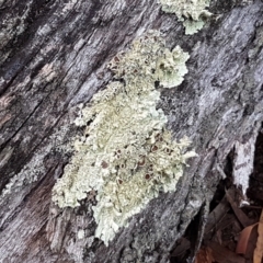 Parmeliaceae (family) (A lichen family) at Gungaderra Grasslands - 16 Feb 2021 by trevorpreston