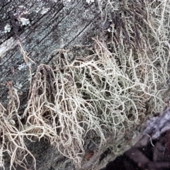 Usnea sp. (genus) (Bearded lichen) at Kaleen, ACT - 16 Feb 2021 by trevorpreston