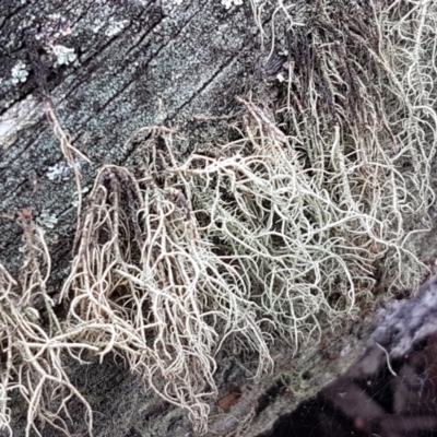 Usnea sp. (genus) (Bearded lichen) at Gungaderra Grasslands - 16 Feb 2021 by trevorpreston