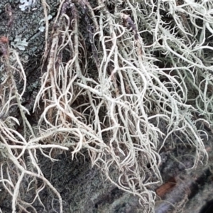 Usnea sp. (genus) at Kaleen, ACT - 16 Feb 2021