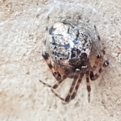 Cryptachaea veruculata (Diamondback comb-footed spider) at Kaleen, ACT - 15 Feb 2021 by tpreston