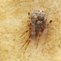 Cryptachaea veruculata at Kaleen, ACT - 16 Feb 2021