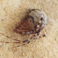 Cryptachaea veruculata at Kaleen, ACT - 16 Feb 2021