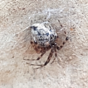 Cryptachaea veruculata at Kaleen, ACT - 16 Feb 2021