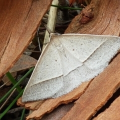 Epidesmia hypenaria (Long-nosed Epidesmia) at Crace, ACT - 16 Feb 2021 by trevorpreston