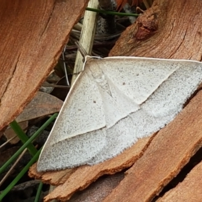 Epidesmia hypenaria (Long-nosed Epidesmia) at Gungaderra Grasslands - 16 Feb 2021 by trevorpreston