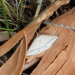 Epidesmia hypenaria at Crace, ACT - 16 Feb 2021