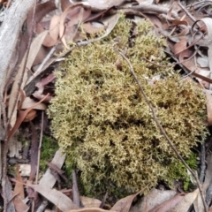 Cladia sp. (genus) at Gungaderra Grasslands - 16 Feb 2021 by trevorpreston