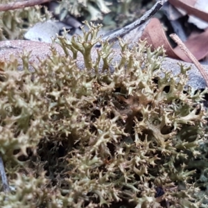 Cladia sp. (genus) at Kaleen, ACT - 16 Feb 2021 11:00 AM