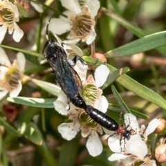 Rhagigaster ephippiger (Smooth flower wasp) at Acton, ACT - 14 Feb 2021 by Roger