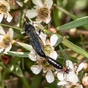 Rhagigaster ephippiger at Acton, ACT - 15 Feb 2021 10:57 AM