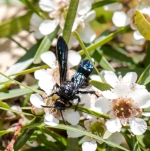 Scoliidae sp. (family) at Acton, ACT - 15 Feb 2021 10:50 AM