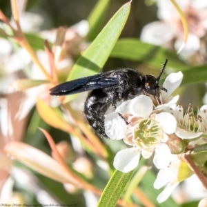 Scoliidae sp. (family) at Acton, ACT - 15 Feb 2021 10:50 AM