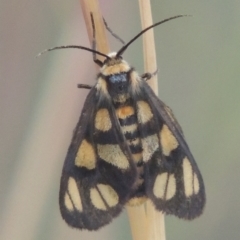 Amata (genus) at Bungendore, NSW - 5 Jan 2021 08:36 PM