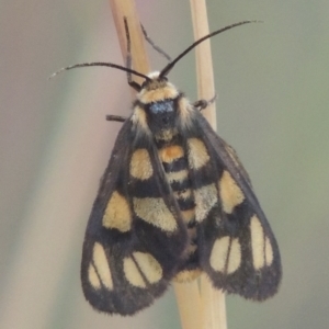 Amata (genus) at Bungendore, NSW - 5 Jan 2021 08:36 PM