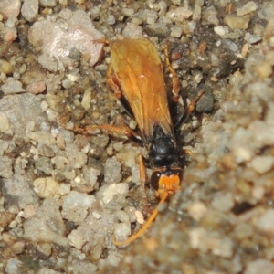 Cryptocheilus sp. (genus) at Stromlo, ACT - 20 Jan 2021 05:47 PM