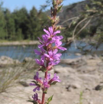 Lythrum salicaria (Purple Loosestrife) at Stromlo, ACT - 20 Jan 2021 by michaelb