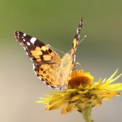 Vanessa kershawi (Australian Painted Lady) at Acton, ACT - 15 Feb 2021 by RodDeb