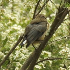 Acanthorhynchus tenuirostris at Aranda, ACT - 16 Feb 2021