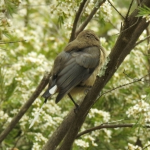 Acanthorhynchus tenuirostris at Aranda, ACT - 16 Feb 2021