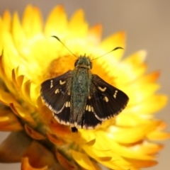 Dispar compacta (Barred Skipper) at Acton, ACT - 15 Feb 2021 by RodDeb