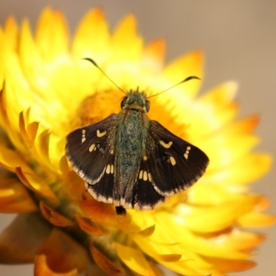 Dispar compacta (Barred Skipper) at Acton, ACT - 15 Feb 2021 by RodDeb
