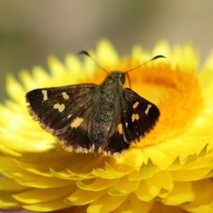 Dispar compacta (Barred Skipper) at Acton, ACT - 15 Feb 2021 by RodDeb