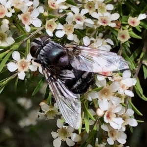 Rutilia (Donovanius) sp. (genus & subgenus) at Aranda, ACT - 16 Feb 2021