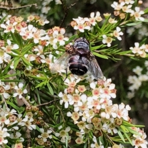 Rutilia (Donovanius) sp. (genus & subgenus) at Aranda, ACT - 16 Feb 2021