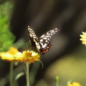 Papilio anactus at Acton, ACT - 15 Feb 2021