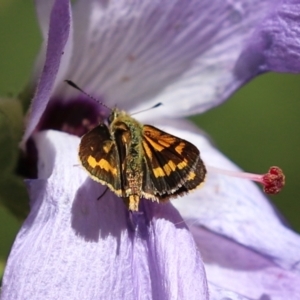 Ocybadistes walkeri at Acton, ACT - 15 Feb 2021 01:41 PM