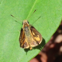 Ocybadistes walkeri at Acton, ACT - 15 Feb 2021