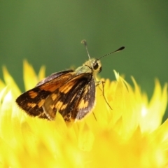 Ocybadistes walkeri at Acton, ACT - 15 Feb 2021