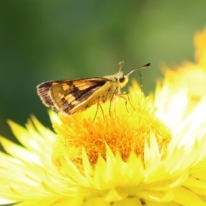 Ocybadistes walkeri at Acton, ACT - 15 Feb 2021