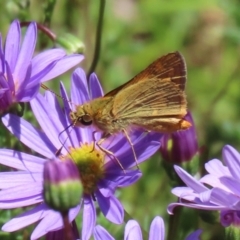 Ocybadistes walkeri at Acton, ACT - 15 Feb 2021