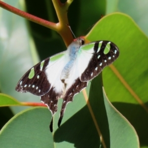 Graphium macleayanum at Acton, ACT - 15 Feb 2021