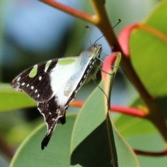 Graphium macleayanum at Acton, ACT - 15 Feb 2021