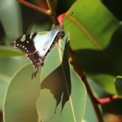 Graphium macleayanum at Acton, ACT - 15 Feb 2021