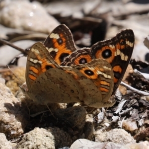 Junonia villida at Acton, ACT - 15 Feb 2021