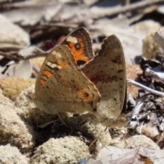 Junonia villida at Acton, ACT - 15 Feb 2021 12:24 PM