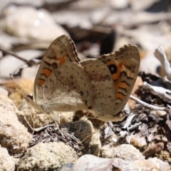 Junonia villida at Acton, ACT - 15 Feb 2021