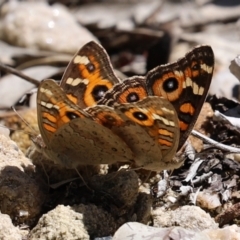 Junonia villida at Acton, ACT - 15 Feb 2021