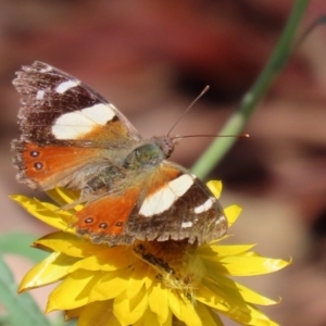 Vanessa itea at Acton, ACT - 15 Feb 2021 01:36 PM