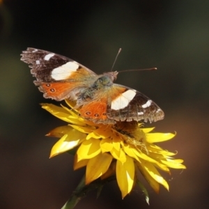 Vanessa itea at Acton, ACT - 15 Feb 2021