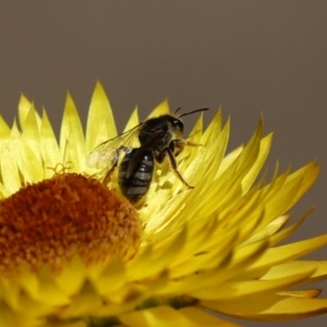 Lasioglossum (Chilalictus) sp. (genus & subgenus) at Acton, ACT - 15 Feb 2021 11:26 AM