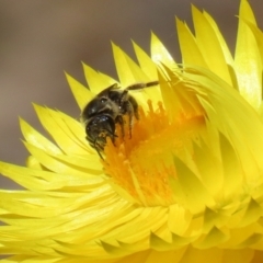 Lasioglossum (Chilalictus) sp. (genus & subgenus) at Acton, ACT - 15 Feb 2021 11:26 AM